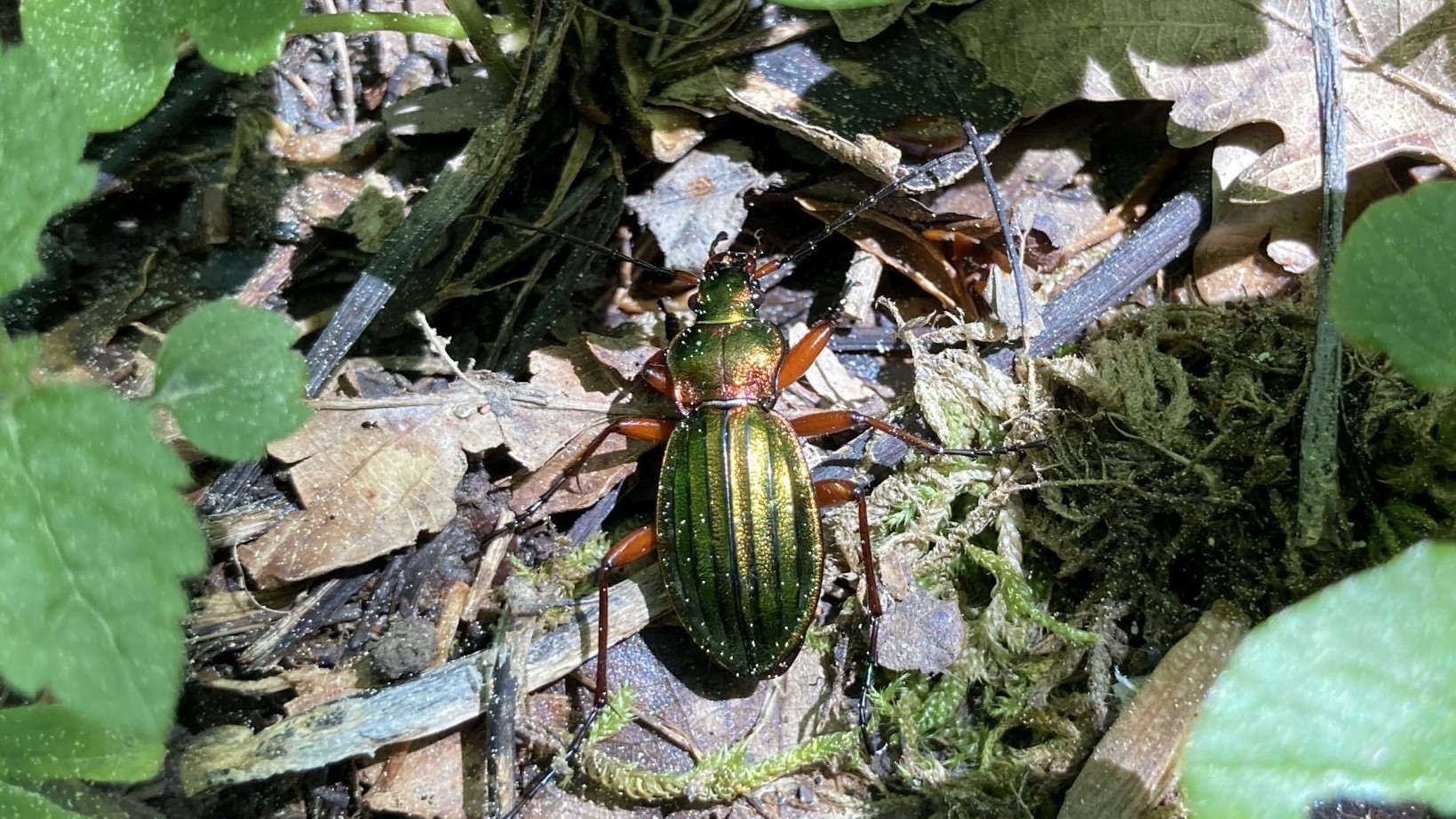 Goldlaufkäfer auf Waldboden