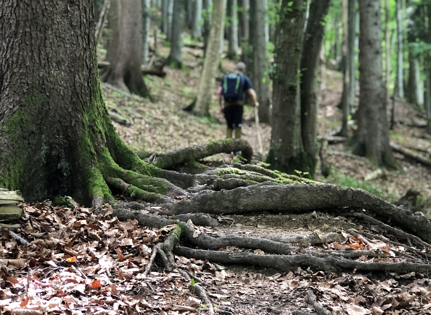 Waldweg mit Stufen aus Baumwurzeln und Wanderer im Hintergrund