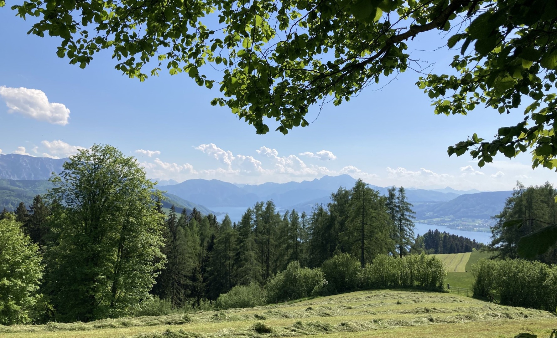 Blick vom Gahberg über frisch gemähte Wiesen auf den Attersee und die Berge im Hintergrund